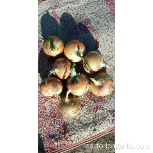Nueva cosecha de cebolla amarilla fresca 2019